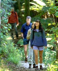 Walking the Abel Tasman track